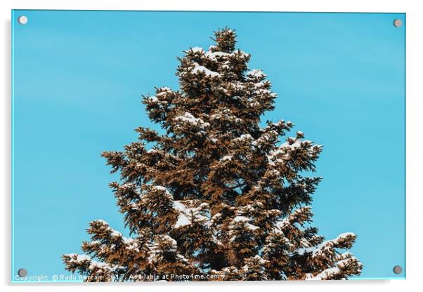 Pine Tree Covered In Winter Snow Acrylic by Radu Bercan