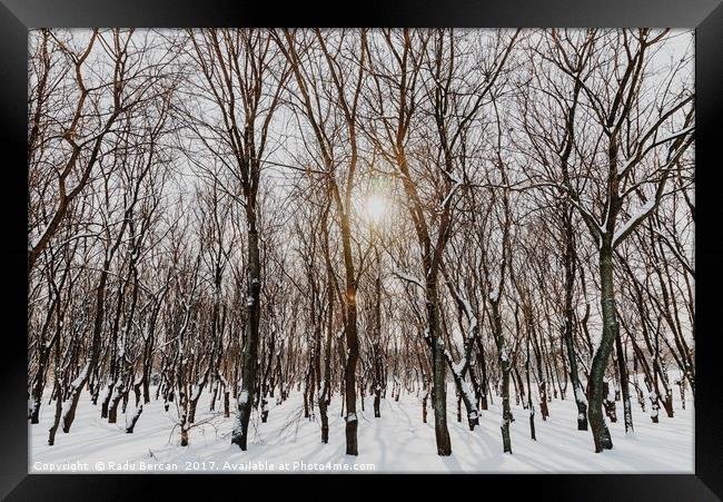 Forest Trees Covered With White Winter Snow Framed Print by Radu Bercan