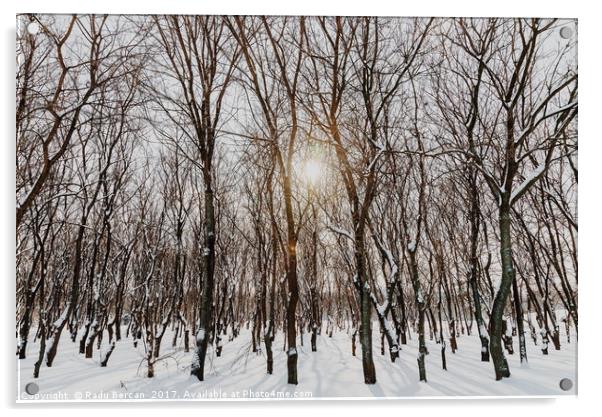 Forest Trees Covered With White Winter Snow Acrylic by Radu Bercan