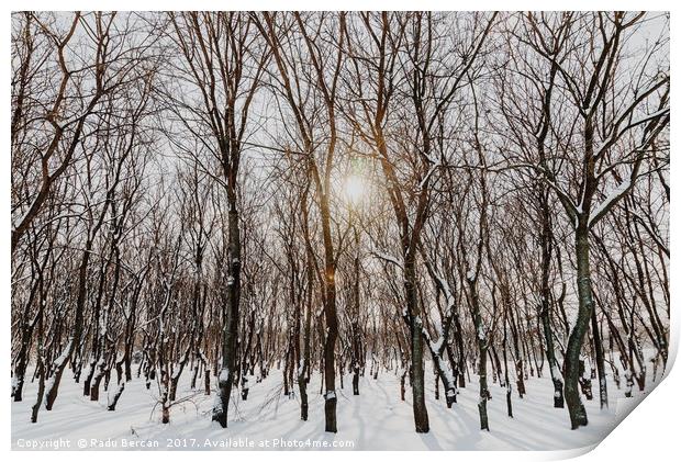 Forest Trees Covered With White Winter Snow Print by Radu Bercan