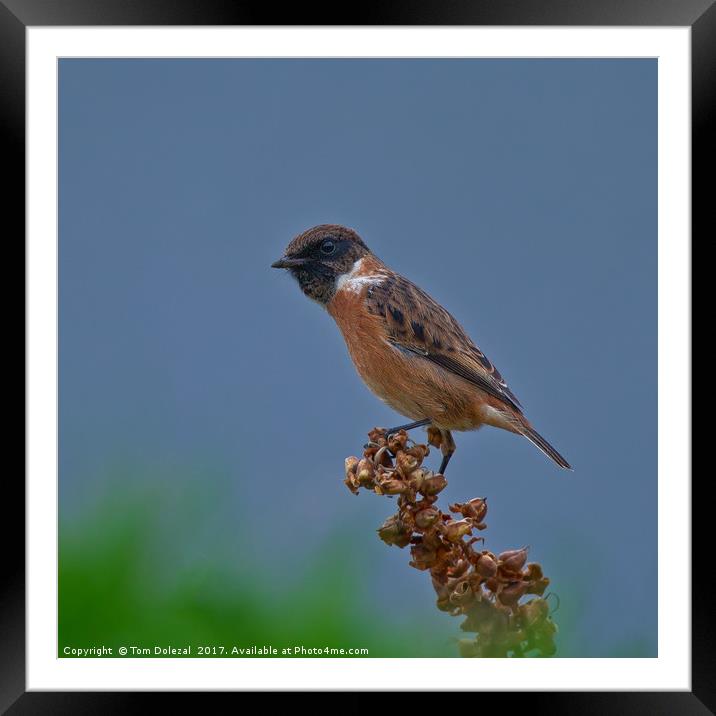 Inquisitive Stonechat Framed Mounted Print by Tom Dolezal