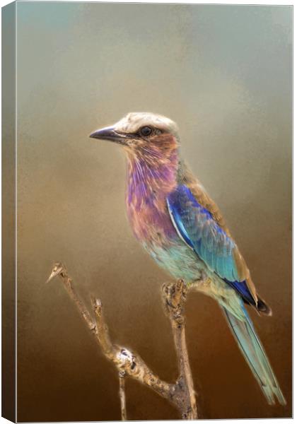 Lilac Breasted Roller Canvas Print by David Owen