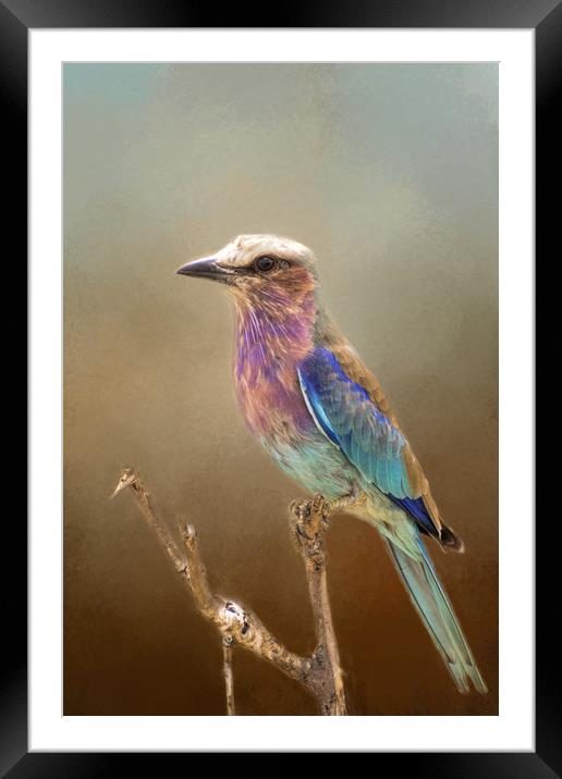 Lilac Breasted Roller Framed Mounted Print by David Owen