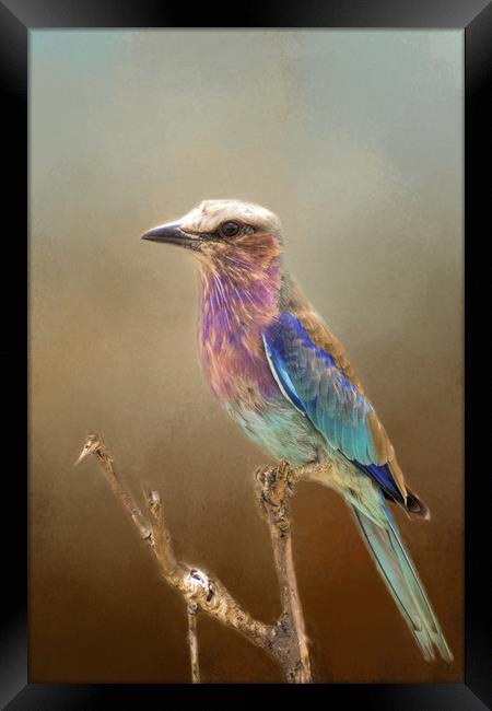 Lilac Breasted Roller Framed Print by David Owen
