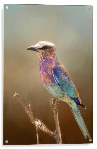 Lilac Breasted Roller Acrylic by David Owen