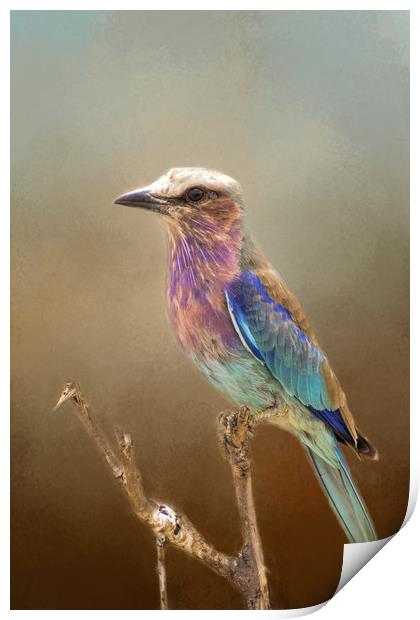 Lilac Breasted Roller Print by David Owen