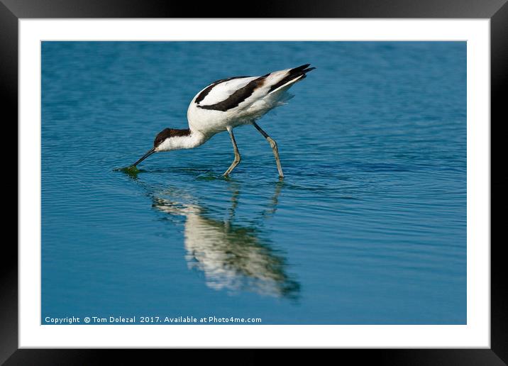 Wading Advocet reflection Framed Mounted Print by Tom Dolezal