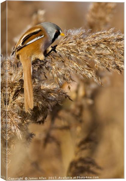 Hungry Bearded Tit Eating the Seeds  Canvas Print by James Allen