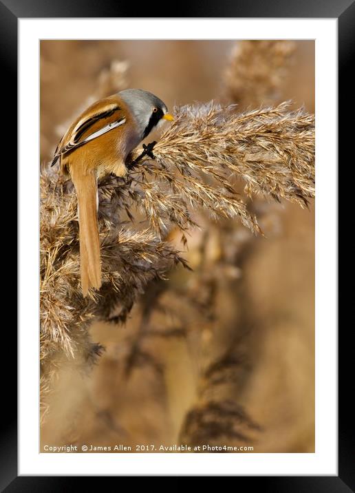 Hungry Bearded Tit Eating the Seeds  Framed Mounted Print by James Allen