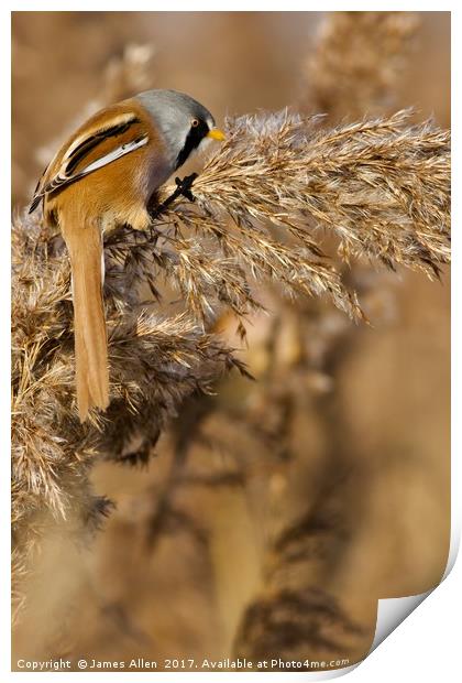 Hungry Bearded Tit Eating the Seeds  Print by James Allen