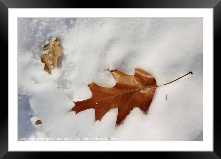 oak leaf on the snow Framed Mounted Print by Marinela Feier