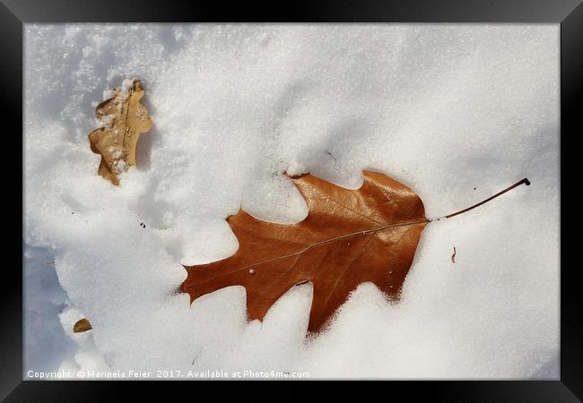 oak leaf on the snow Framed Print by Marinela Feier