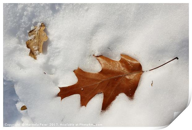 oak leaf on the snow Print by Marinela Feier
