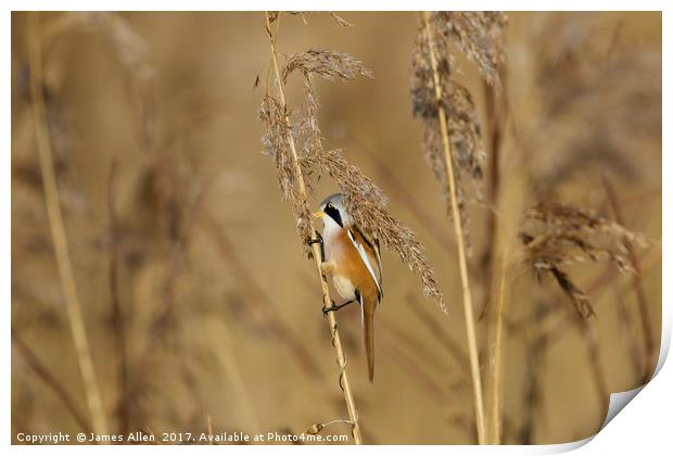 Reed Hanger  Print by James Allen