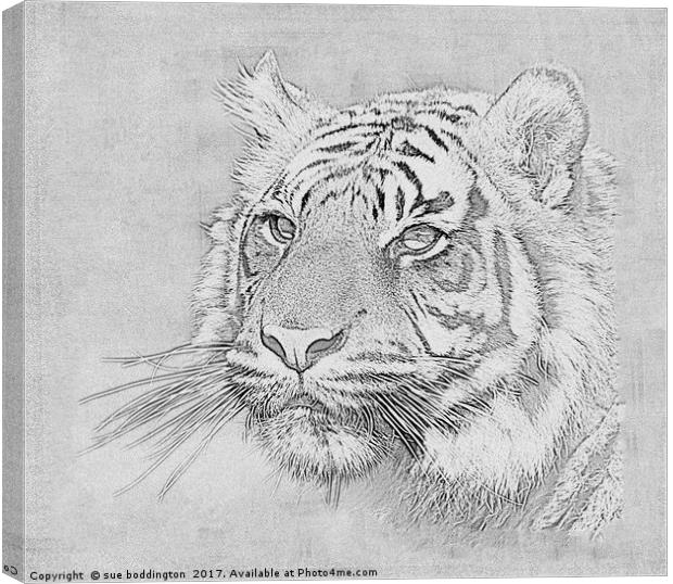 Black and white tiger Canvas Print by sue boddington