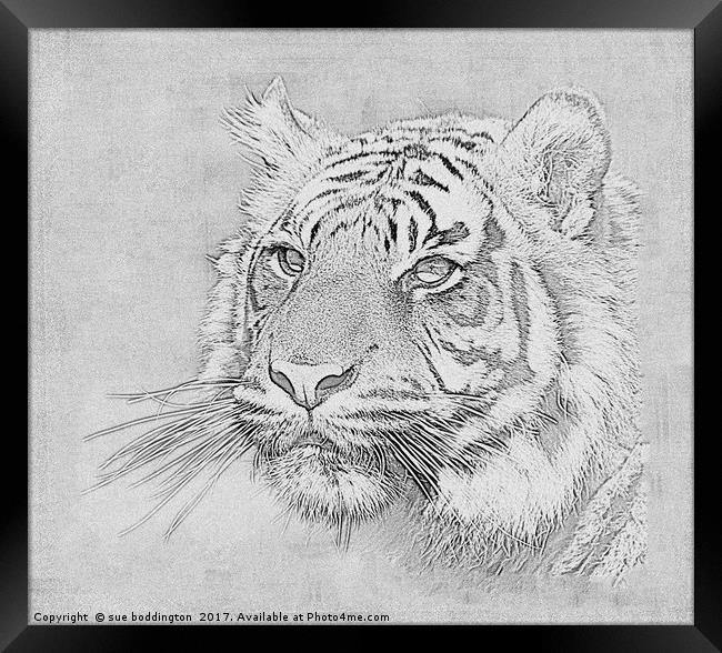 Black and white tiger Framed Print by sue boddington