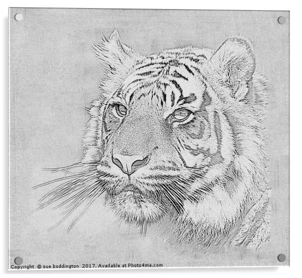 Black and white tiger Acrylic by sue boddington
