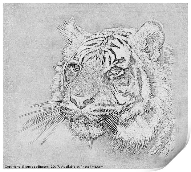 Black and white tiger Print by sue boddington