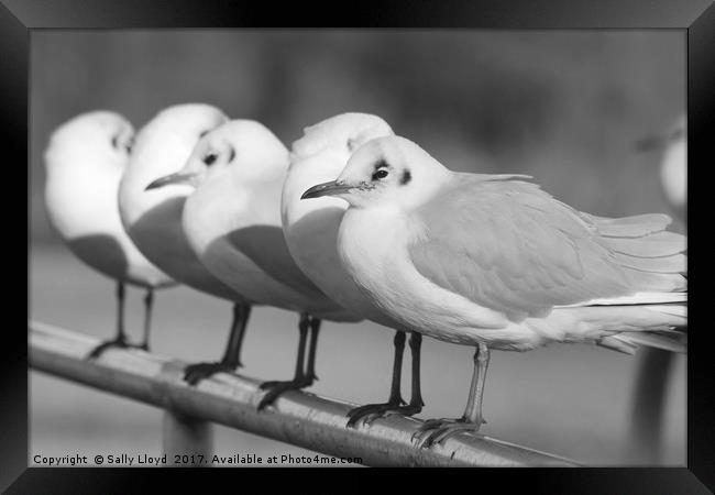 Row of Gulls Framed Print by Sally Lloyd