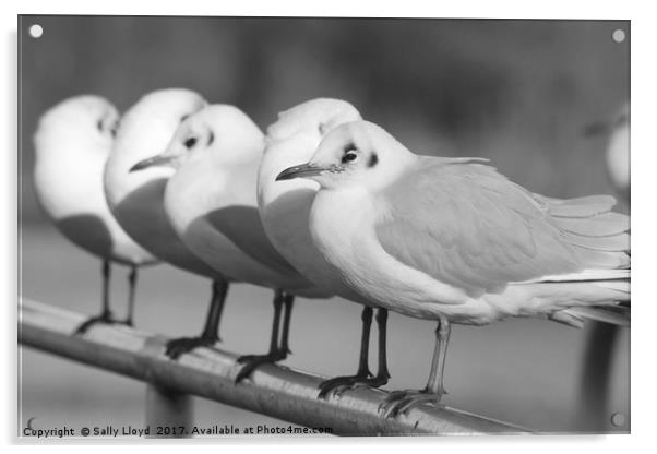 Row of Gulls Acrylic by Sally Lloyd