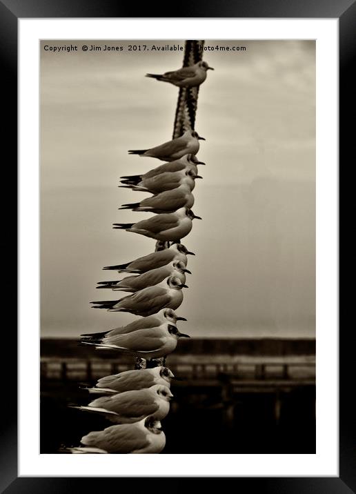 14 Seagulls Framed Mounted Print by Jim Jones