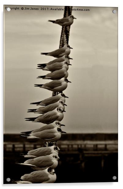 14 Seagulls Acrylic by Jim Jones