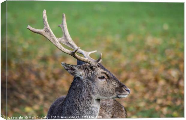 Majestic Deer Canvas Print by Mark Ingleby