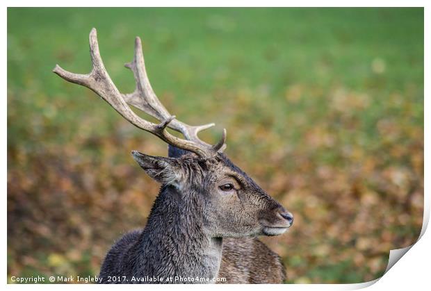 Majestic Deer Print by Mark Ingleby