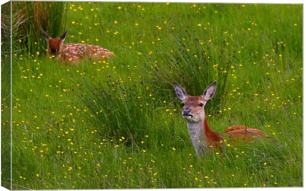 Red Deer in the Buttercups Canvas Print by Linda Lyon