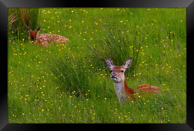 Red Deer in the Buttercups Framed Print by Linda Lyon