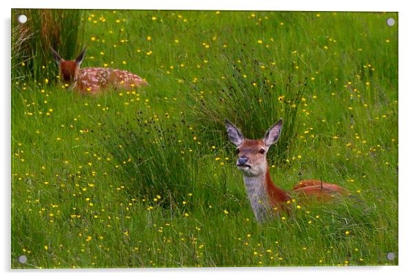 Red Deer in the Buttercups Acrylic by Linda Lyon