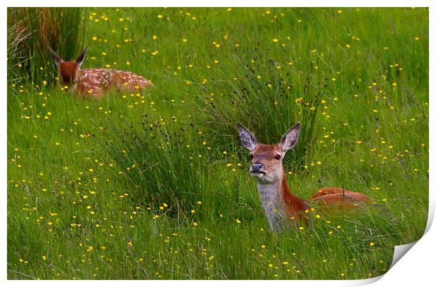 Red Deer in the Buttercups Print by Linda Lyon