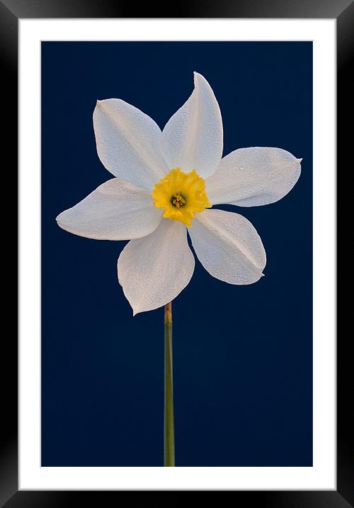 Daffodil Framed Mounted Print by Ashley Chaplin