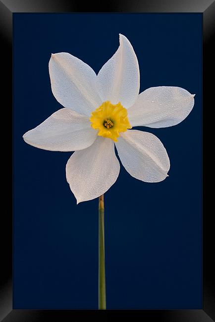 Daffodil Framed Print by Ashley Chaplin