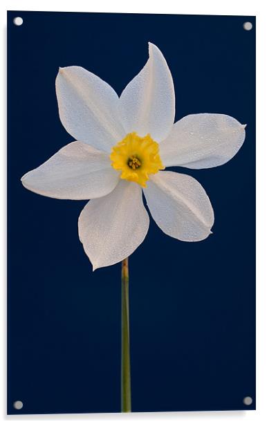 Daffodil Acrylic by Ashley Chaplin