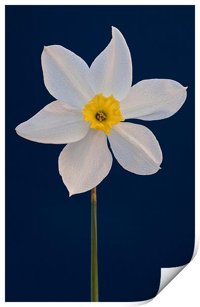 Daffodil Print by Ashley Chaplin