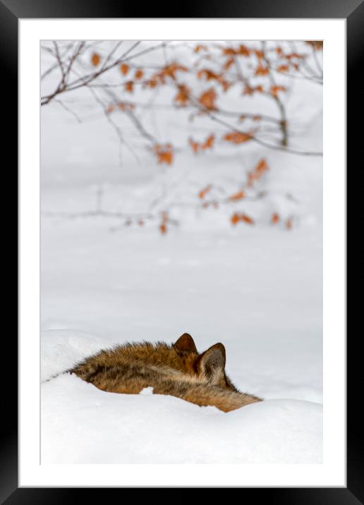 Sleeping Wolf in Winter Framed Mounted Print by Arterra 