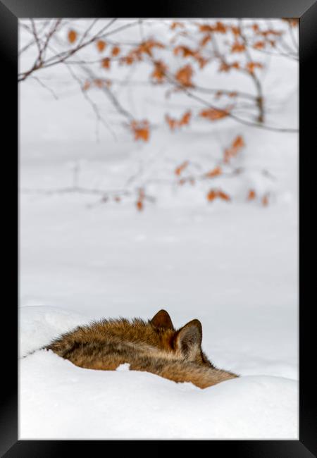 Sleeping Wolf in Winter Framed Print by Arterra 