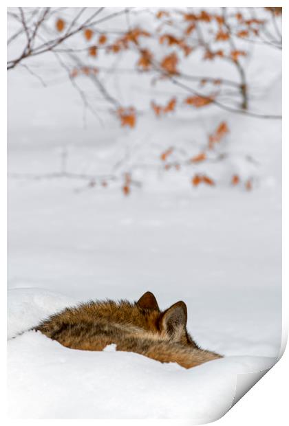 Sleeping Wolf in Winter Print by Arterra 