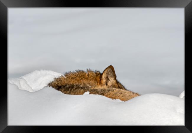 Sleeping Wolf in the Snow Framed Print by Arterra 