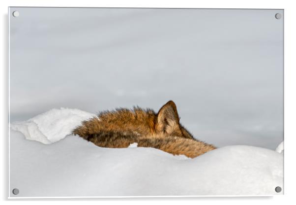 Sleeping Wolf in the Snow Acrylic by Arterra 