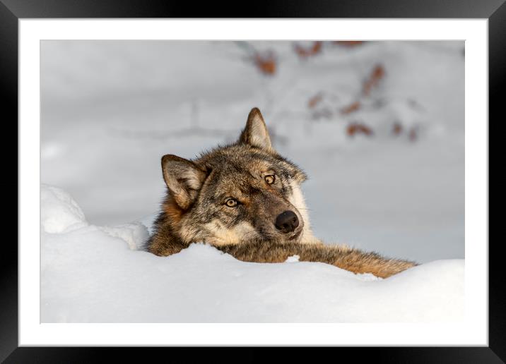Lonely Wolf Resting in the Snow Framed Mounted Print by Arterra 