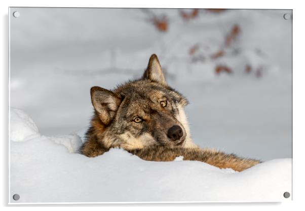 Lonely Wolf Resting in the Snow Acrylic by Arterra 