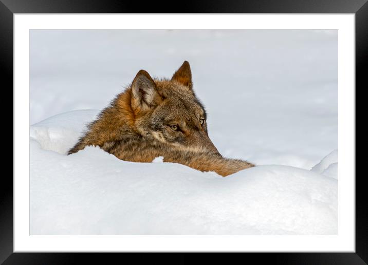 Lone Wolf in Winter Framed Mounted Print by Arterra 