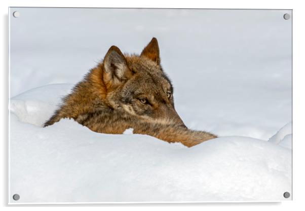 Lone Wolf in Winter Acrylic by Arterra 