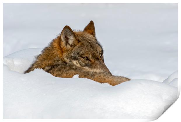 Lone Wolf in Winter Print by Arterra 