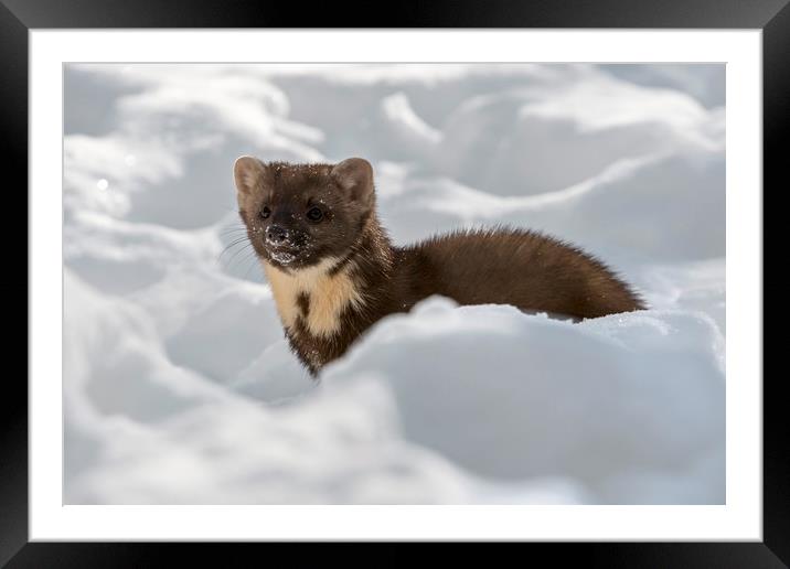 Pine Marten Hunting in the Snow Framed Mounted Print by Arterra 