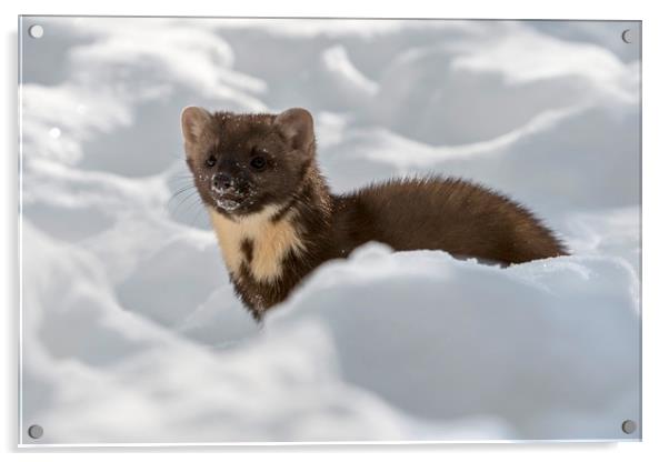 Pine Marten Hunting in the Snow Acrylic by Arterra 