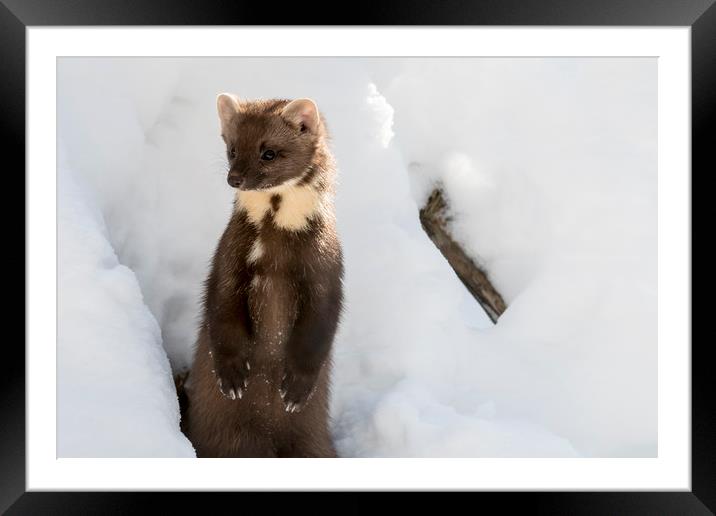 Curious Pine Marten in the Snow Framed Mounted Print by Arterra 