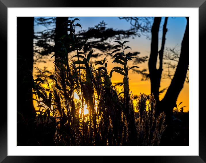 Sunset Silhouette, Pembrokeshire, Wales, UK Framed Mounted Print by Mark Llewellyn